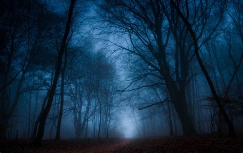 Dark Forest Path: Enigmatic Fog HD Wallpaper