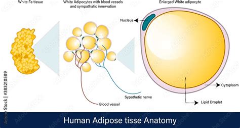 infographics of Human Adipose tissue Anatomy. white adipose tissue ...