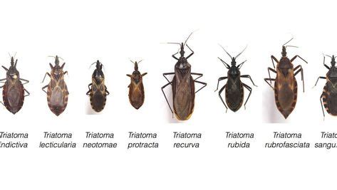 Chagas disease is a misunderstood, often asymptomatic, under reported ...