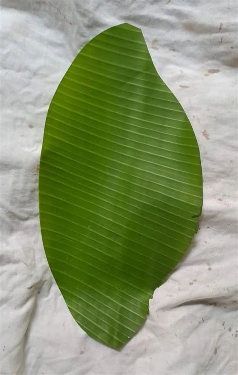 Green Garnish Banana Leaf, For To Serve Food at Rs 1.5/piece in ...