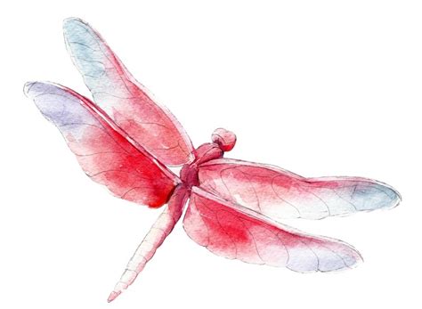 15 Red Dragonfly Meanings: What Do They Symbolize? | UniGuide