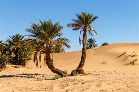 Palm Trees in the Sahara Desert Stock Photo - Image of oasis, travel ...