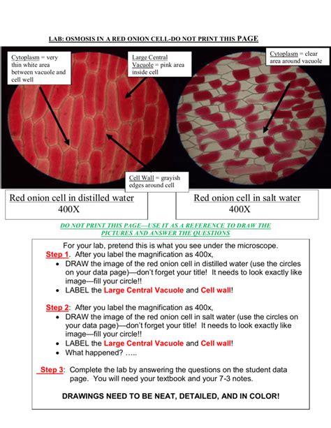 Red Onion Cell In Distilled Water 400x Red Onion Cell In Salt Water 3 Switch Light Switch Diagram