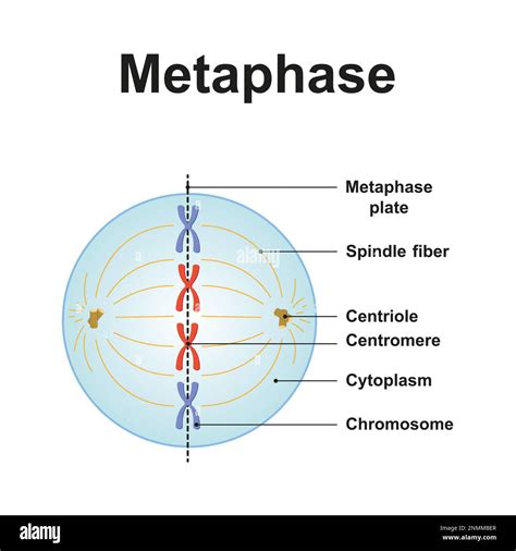 Mitosis Metaphase Diagram