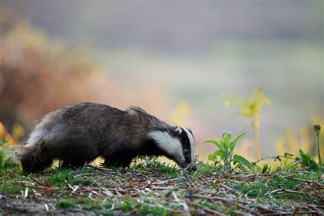 Eurasian Badger - Tony Moss Wildlife Photographer