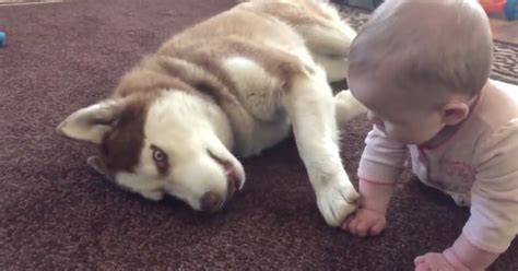 Siberian Husky Plays Ever So Gently With Baby