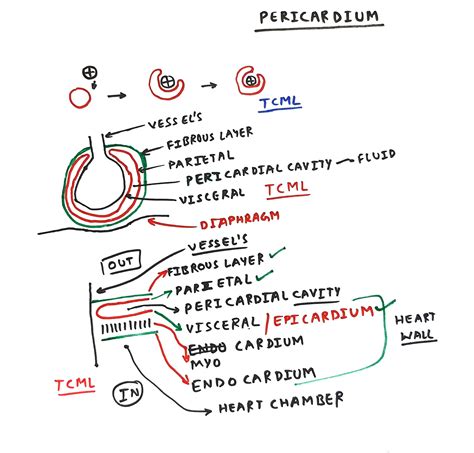 Pericardium - TCML - The Charsi of Medical Literature