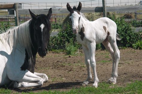 Horse Breeding: An In-Depth Look At Breeding Horses | Horse Breeding