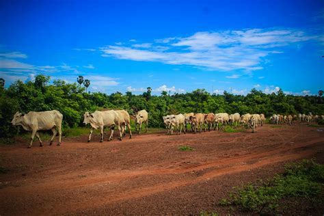 Troupeau De Vaches Sur Route · Photo gratuite