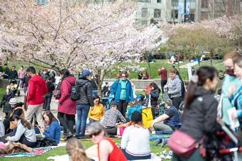 Vancouver Cherry Blossom Festival will bloom after avoiding funding ...