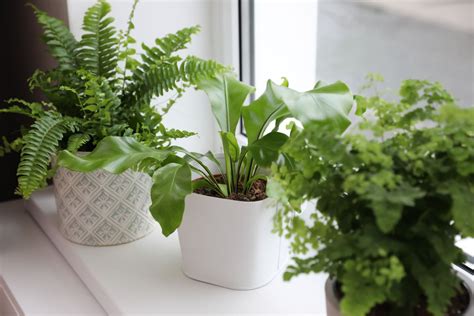 Types Of Indoor Ferns