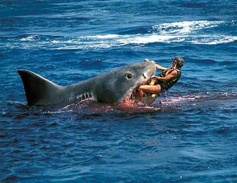 ♡♥Great white shark eats a man alive in New Zealand - click on pic to see a full screen pic in a ...