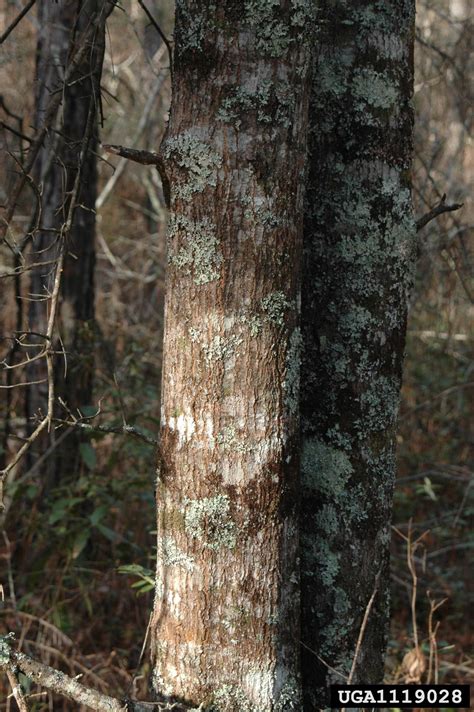 water oak, Quercus nigra (Fagales: Fagaceae) - 1119028