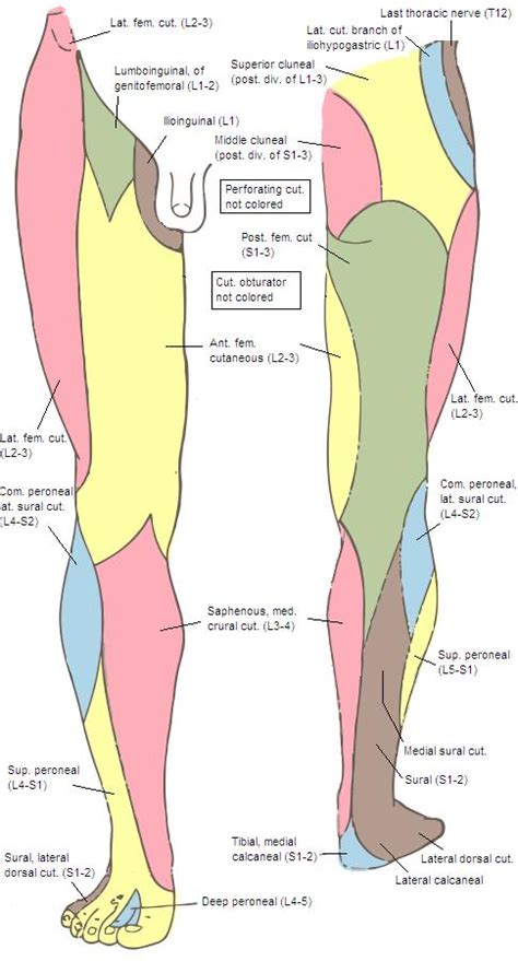 Sural nerve - Anatomy - Orthobullets