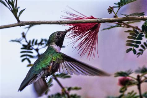 Top 10 Trees That Attract Hummingbirds