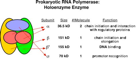Transcription in Prokaryotes - Online Biology Notes