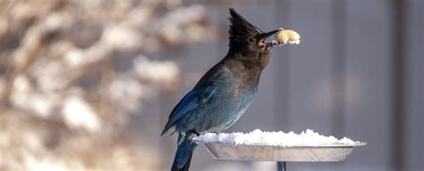 Types of Bird Feed for Backyard Feeders