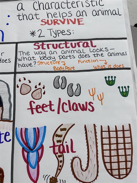 Animal Adaptations Anchor Chart for Elementary, Middle and High School - Etsy