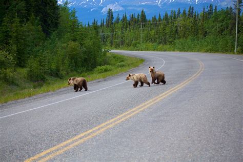 Wildlife | Travel Yukon - Yukon, Canada | Official Tourism Website for ...