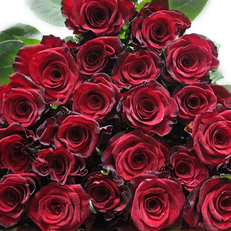 Red Paris Roses - Florabundance Wholesale Flowers