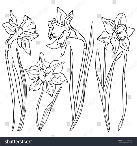 Daffodils, line drawings of flowers. Botanical Line Drawing, Flower Line Drawings, Flower ...