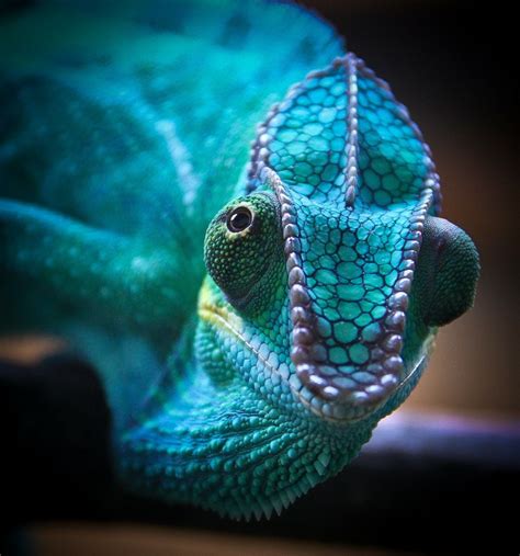 Blue panther chameleon Cute Small Animals, Muji, Reptiles, Panther, Lizard, Species, Snake ...