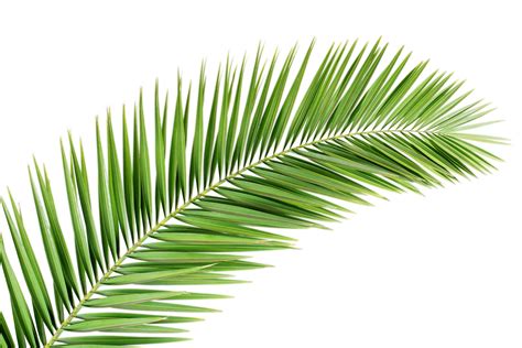 Image result for palm frond transparent png | Palm tree png, Black and ...