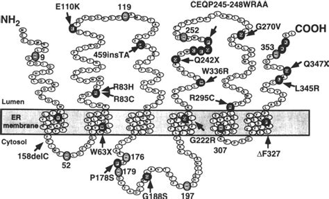 Figure 3 from Glucose-6-Phosphatase Structure, Regulation, and Function ...