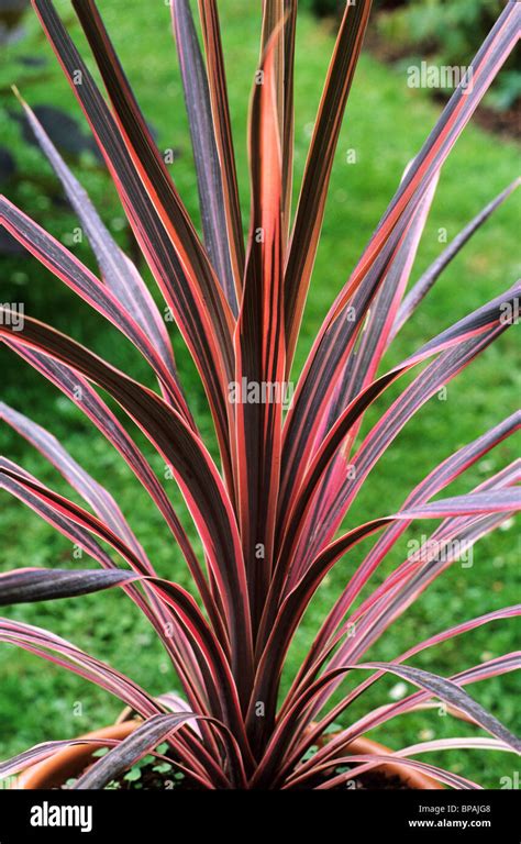 Cordyline 'Southern Splendour' foliage plant plants red brown leaf leaves garden gardens pot ...