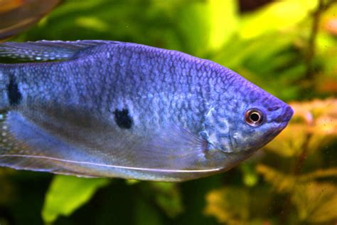 Big Blue Gourami by Fishybobo on DeviantArt