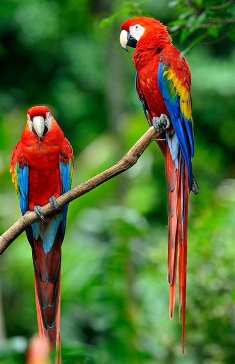 1759 best Parrots and Parrot Family Birds images on Pinterest | Animals ...