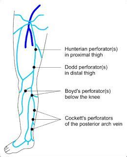 Pin en Anatomia: Venas MMII (Perforantes)