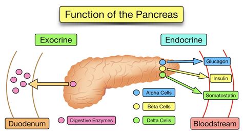 Pancreas Endocrine Function