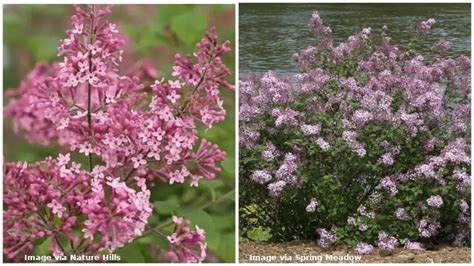 17 Different Types of Lilac Trees & Identifying Features