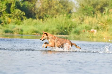 Best Dog Breeds for Hiking - AZ Animals