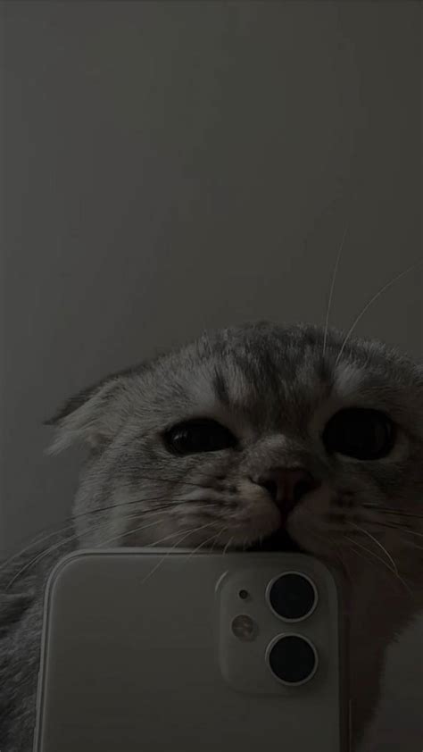 Download Cute Cat Aesthetic Biting Iphone 11 Wallpaper | Wallpapers.com