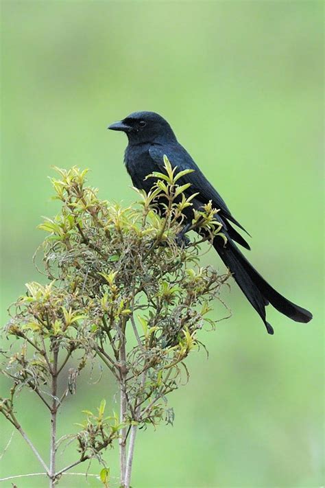 50 best images about Afghanistan Birds on Pinterest | Afrikaans, Africa ...