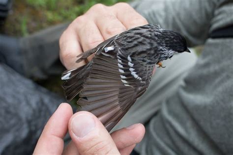 Blackpoll Warbler Migration Map