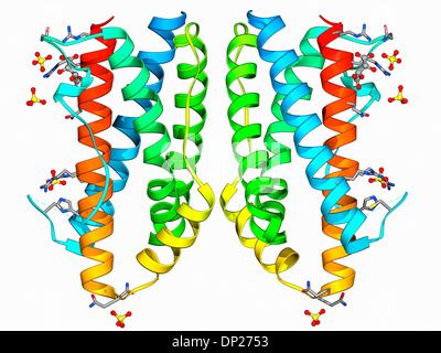 Interleukin-1 beta, molecular model. This cytokine immune protein is ...