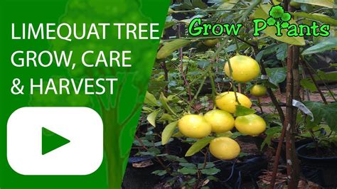 Limequat tree growing & care - YouTube