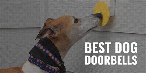 Best Dog Doorbells – Training, Buying Guide, Reviews & FAQs