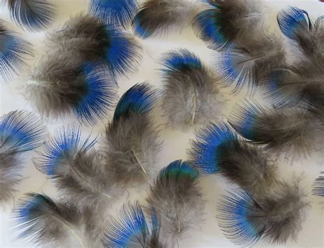 Beautiful Blue Feathers - Feathergirl