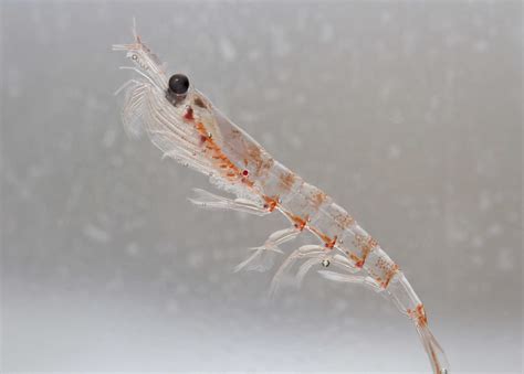 Krill’s role in global climate should inform fishing policy in Antarctica | Imperial News ...