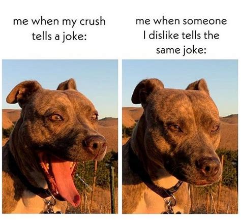 The 15 Funniest Pitbull Memes of the Week! | PetPress | Pitbulls funny, Pitbulls, I love dogs