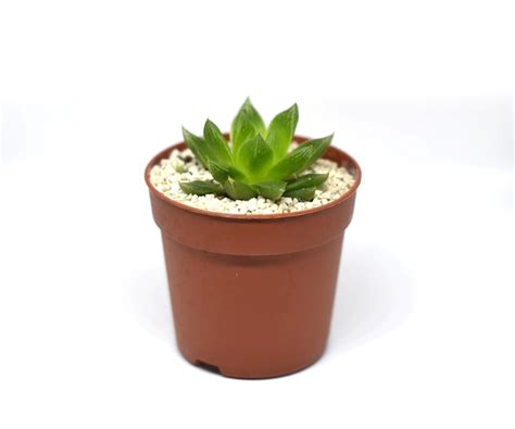 Premium Photo | Succulent plant