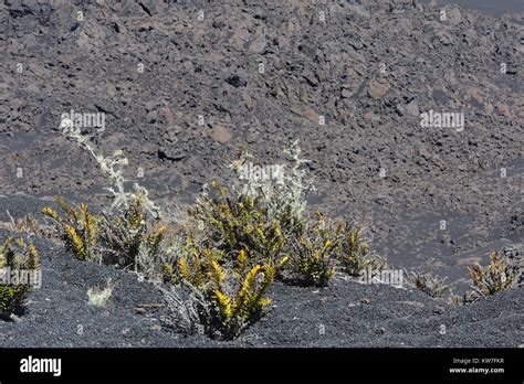 Pioneer species of plants including cacti, ferns and lichens begin to appear on the bare black ...