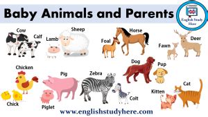 Baby Animals and Parents - English Study Here