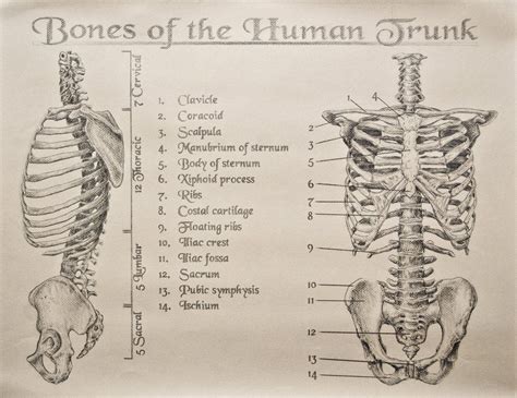 Anatomy Of Trunk Female : Anatomy Female Reproductive System Cutaway ...