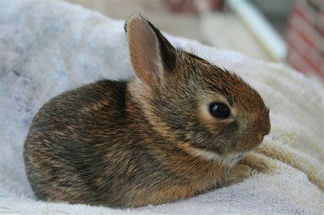 The Longest Life Expectancy: Can Wild Baby Bunnies Survive Without Their Mother