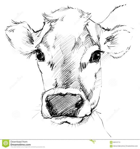 Pin by Norma Zuart on la vaca mu | Cow art, Cow drawing, Cow sketch